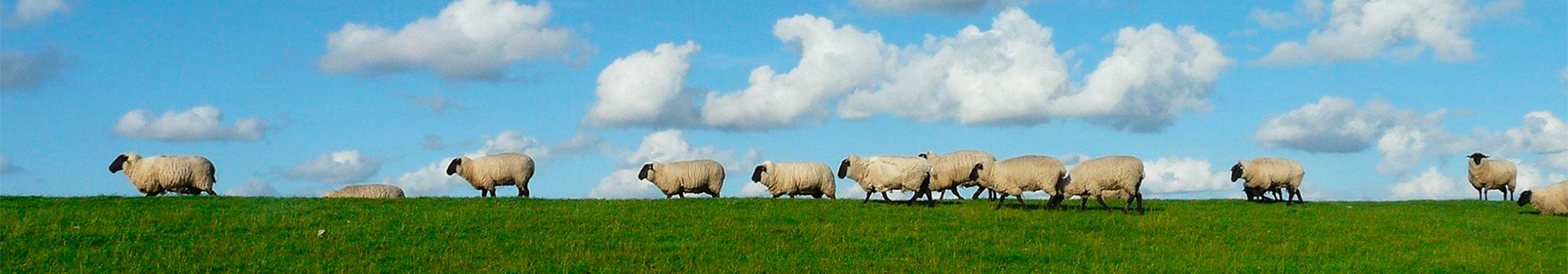 Schafe auf der Weide